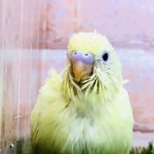 クリームカラーの子です　セキセイインコ　クリーンイノ　R４　１０／２６撮影