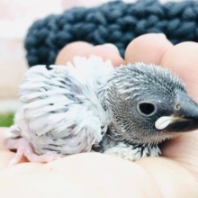 隠れ人気キャラ？　シルバー文鳥　R４　１０／２６撮影