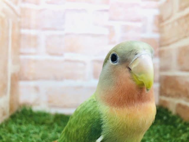 コザクラインコ（小桜インコ）