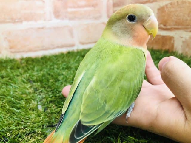 コザクラインコ（小桜インコ）