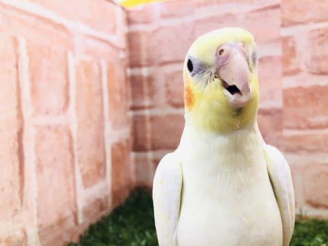 オカメインコ