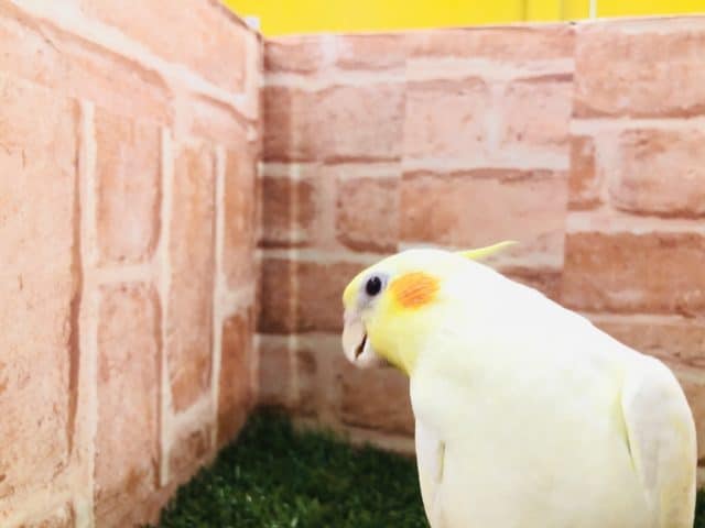 オカメインコ