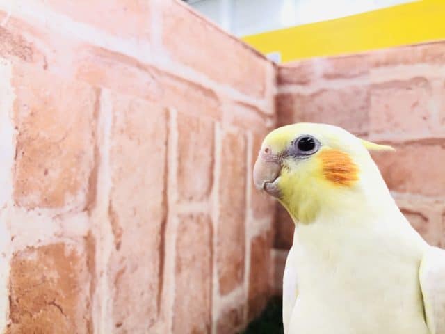 オカメインコ