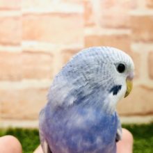 濃い色合いのセキセイちゃん　セキセイインコ　スパングル　R４　１０／２６撮影