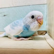 この色合い、、素敵過ぎます♡セキセイインコ(スパングルパイド)さん！