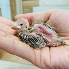 やっと入舎しました！シナモン文鳥さん♪