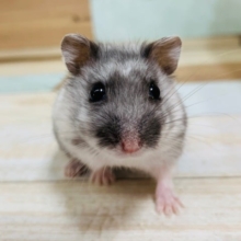 すばしっこい元気ッコ♪マーブルハムスターくん☆