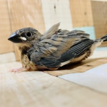 カメラ目線を送ってくれるコ♡桜文鳥さん♪