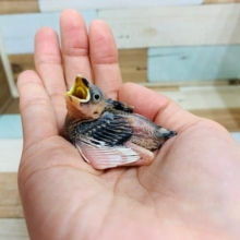 定番人気のヒナちゃん♡　桜文鳥さん！！