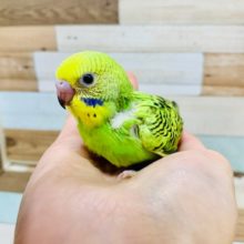 王道の人気さん♪セキセイインコ(オパーリン)さん☆