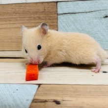 眠ってる姿が可愛すぎ♡キンクマハムスターくん♪