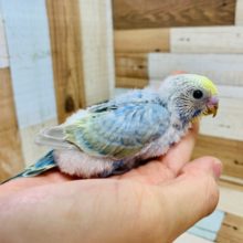 おめめまんまる♡セキセイインコ(パステルオパーリン)さん♪