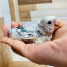 キレイなカラー☆コザクラインコ(ブルーチェリーパイド)さん♪