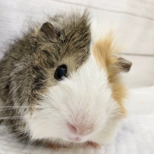 最新画像！もふもふたまらん☁️　アビシニアンモルモット