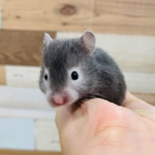 手を登ってきます笑セーブルハムスターくん☆