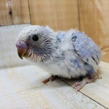 ドアップをご所望♡セキセイインコ(スパングル)さん☆