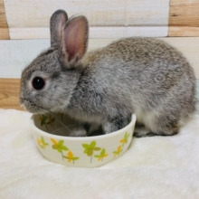 慣れて来ています♪ネザーランドドワーフくん☆