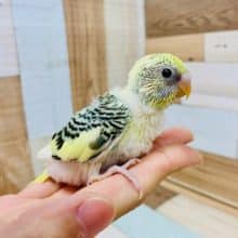 カメラに向かってｷﾘｯ☆セキセイインコ(クリームパイド)さん♪