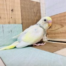 ホワイト系の羽に水色がキレイ♡セキセイインコ(パステルレインボーパイド)さん！！
