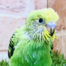 the定番　セキセイインコ　オパーリン　Ｒ４　１１／２４撮影