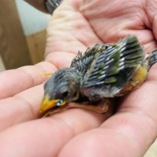 成長するととっても綺麗な鳥さんです！チモールセイコウチョウのノーマル！