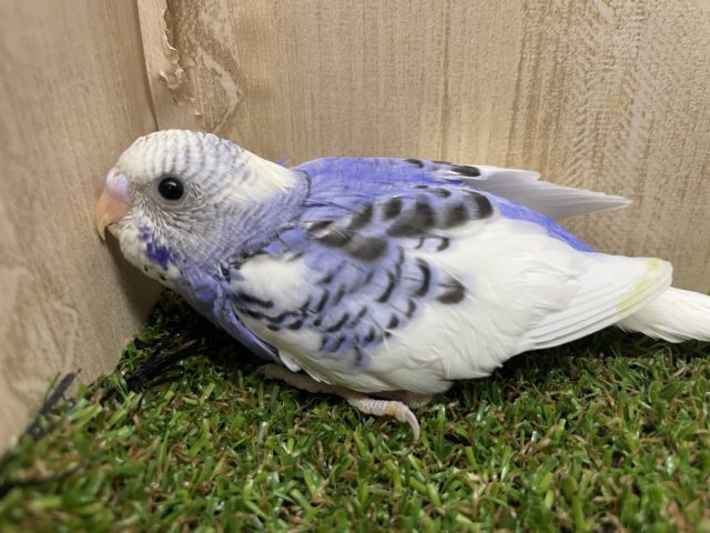 くるりってどこを見てもキュートでしょ？💕　セキセイインコ　パイド