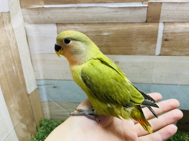 コザクラインコ（小桜インコ）