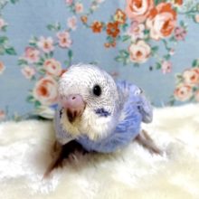 セキセイインコ  バイオレットスパングル ☂️💜  11/12