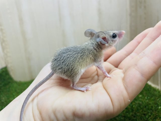 カイロトゲマウス