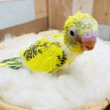 元気をもらえるビタミンカラー！セキセイインコのハルクイン！