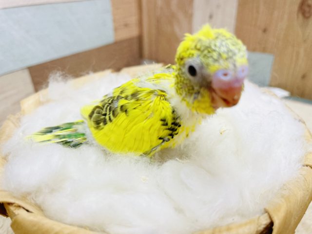 元気をもらえるビタミンカラー！セキセイインコのハルクイン！