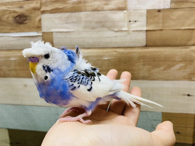 羽衣セキセイインコ