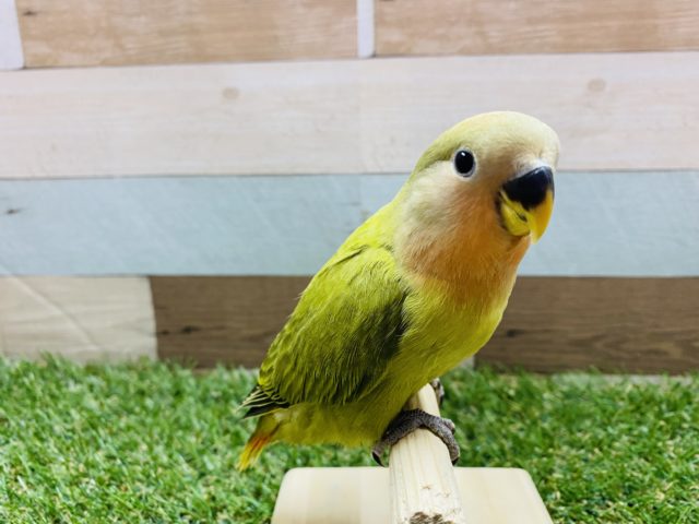 コザクラインコ（小桜インコ）