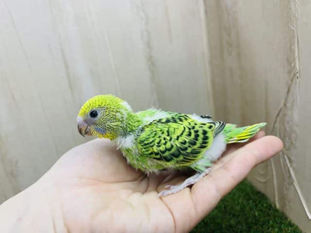 セキセイインコ