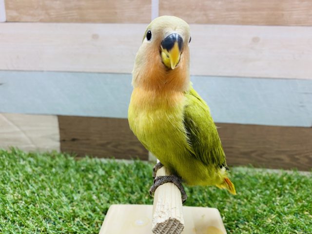 コザクラインコ（小桜インコ）