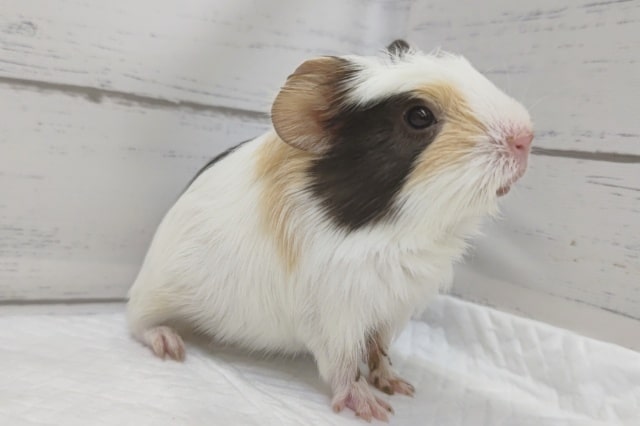 左右で表情が違う クレステッドモルモット 東京からもほど近い 千葉県 神奈川県 埼玉県で東葛ペット ペットショップ 千葉県 ふわもこ部 エキゾチックアニマル モルモット モルモット部 もるすたぐらむ モルモットのペットホテル 佐倉市 クレステッド