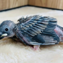 人気上々☆　手乗り鳥おススメでｺﾞｻﾞｲﾏｽ！　桜文鳥～～