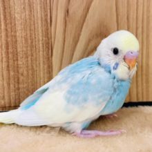 大きな瞳がｷﾚｲなコ☆　セキセイインコ　パステルレインボーパイド〜〜