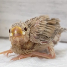 シナモンカラーが目を引きます✨　シナモン文鳥