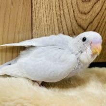 楽し気な様子がほっこりします♪　セキセイインコ　ライラック～～