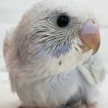 こりゃ～たまらん！セキセイインコパステルオパーリン