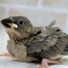 とっても元気いっぱいです～🌸　桜文鳥