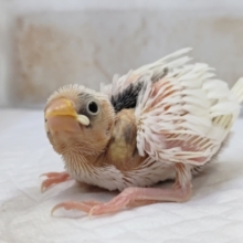 キレイな白が魅力です～🤍　白文鳥