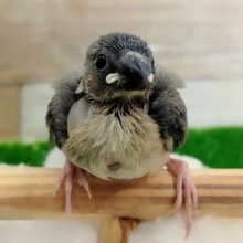 最新画像更新❤コロコロっと！桜文鳥さんがやってきたっ！