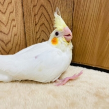 オカメスマイルが本当にｽﾃｷなコ！　オカメインコ　ルチノー～～
