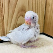 元気いっぱい駆け回っています♪　セキセイインコ　ライラック～～