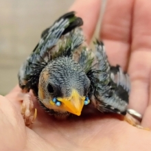 当店初入舎❤チモールセイコウチョウのヒナ入荷しました〜❤