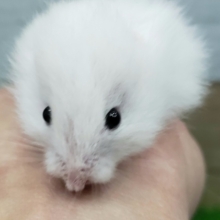 真っ白ふわふわハムスター入荷。