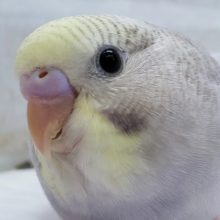 黄色いお顔が素敵です～💛　セキセイインコ(イエローフェイスシナモンオパーリン)