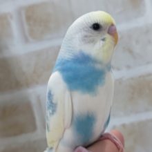 最新画像あり！　かきかき大好き～！セキセイインコパステルレインボーパイド